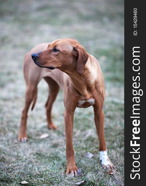 Portrait of a nice red wheaten Rhodesian Ridgeback. Portrait of a nice red wheaten Rhodesian Ridgeback