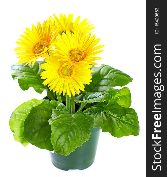 Yellow flowers for gardening. Isolated over white background