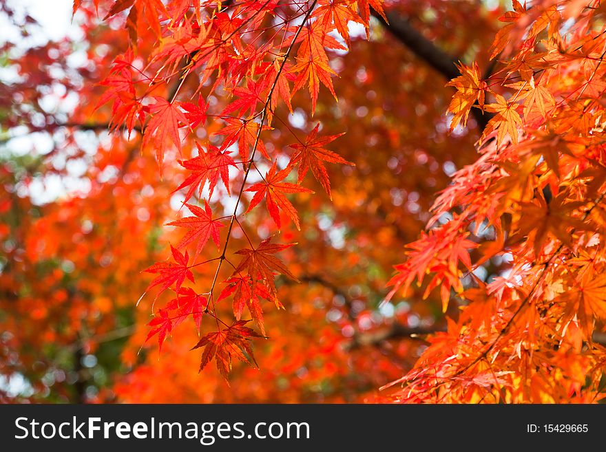 The red maple leaves in the sunshine of a forest. The red maple leaves in the sunshine of a forest.