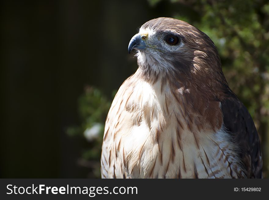 Red-tailed hawk close-up at Homosassa Springs, Florida. Red-tailed hawk close-up at Homosassa Springs, Florida.