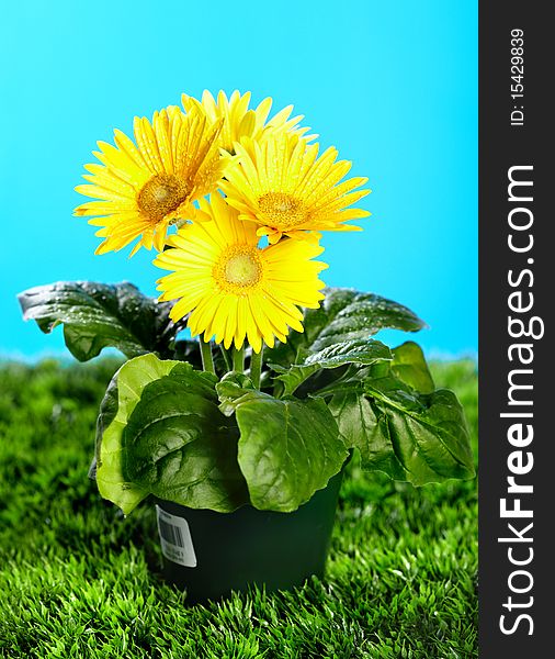 Yellow flowers for gardening. Over blue background