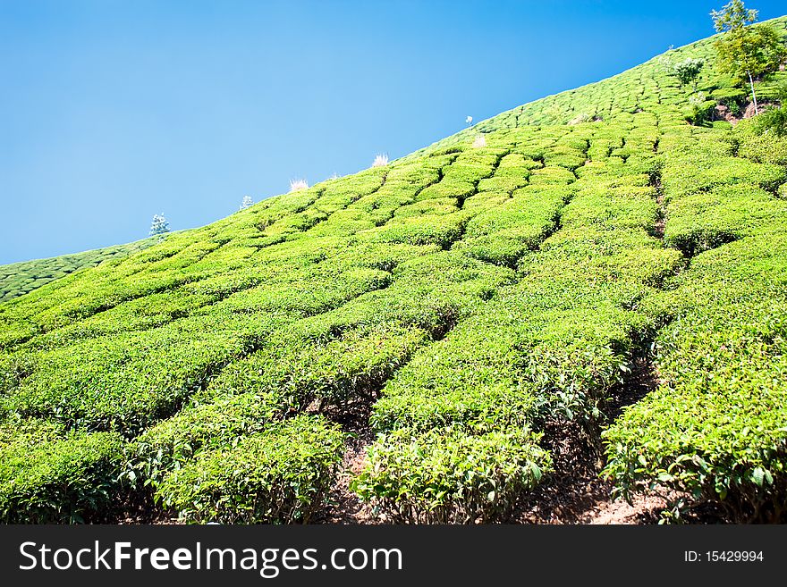 Tea Plantation in the Cardamam mountains. Munnar