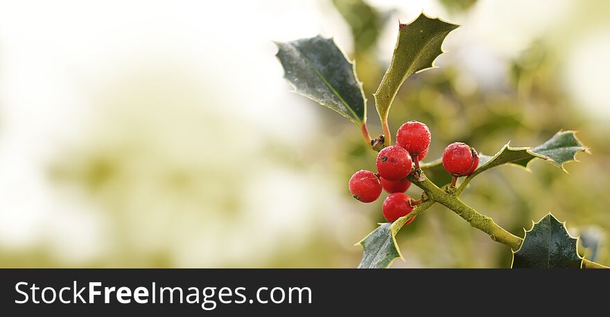 Holly plant with berries closed up winter background. Holly plant with berries closed up winter background