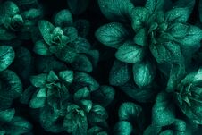 Dark Green Leaves Closeup View Background Stock Photo Dark Green Leaves Closeup View Background Stock Photo