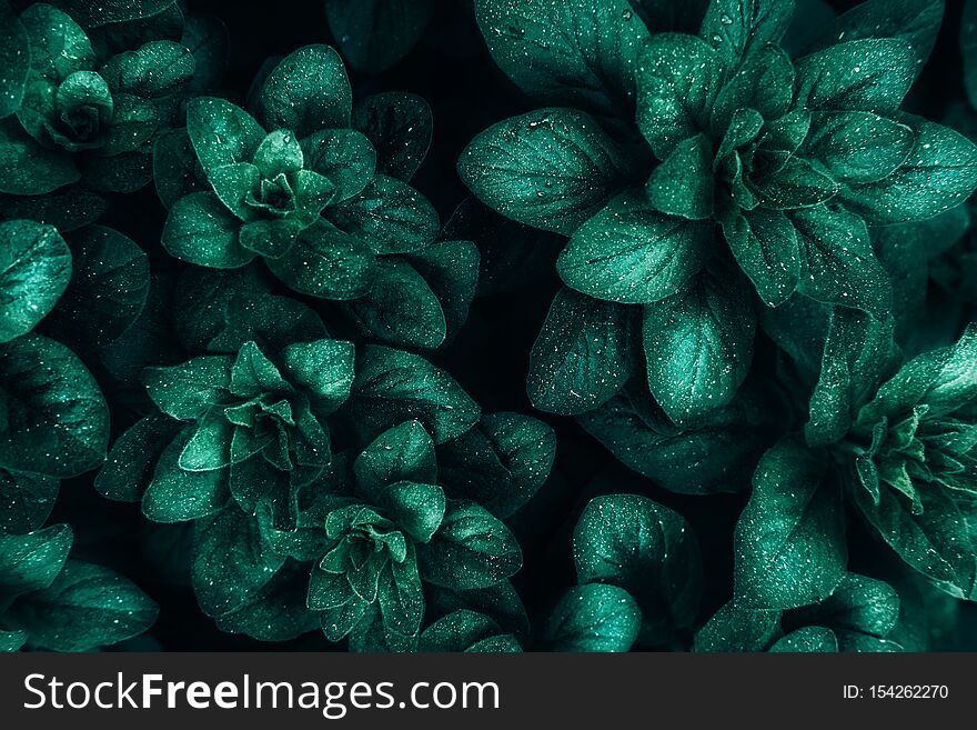 Dark green leaves closeup view background. Monochrome tree, bush foliage decorative backdrop. Plant leaves with shadows horizontal minimal wallpaper. Fresh greenery. Natural, organic, eco concept