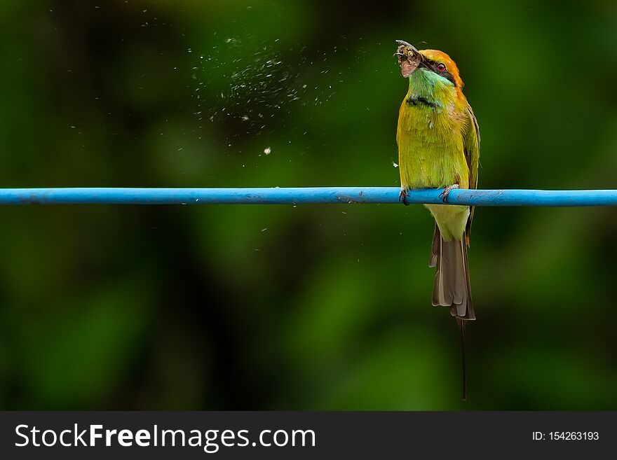 Green Bee-Eater perching on blue electrical wire, holding a moth in the beak for food