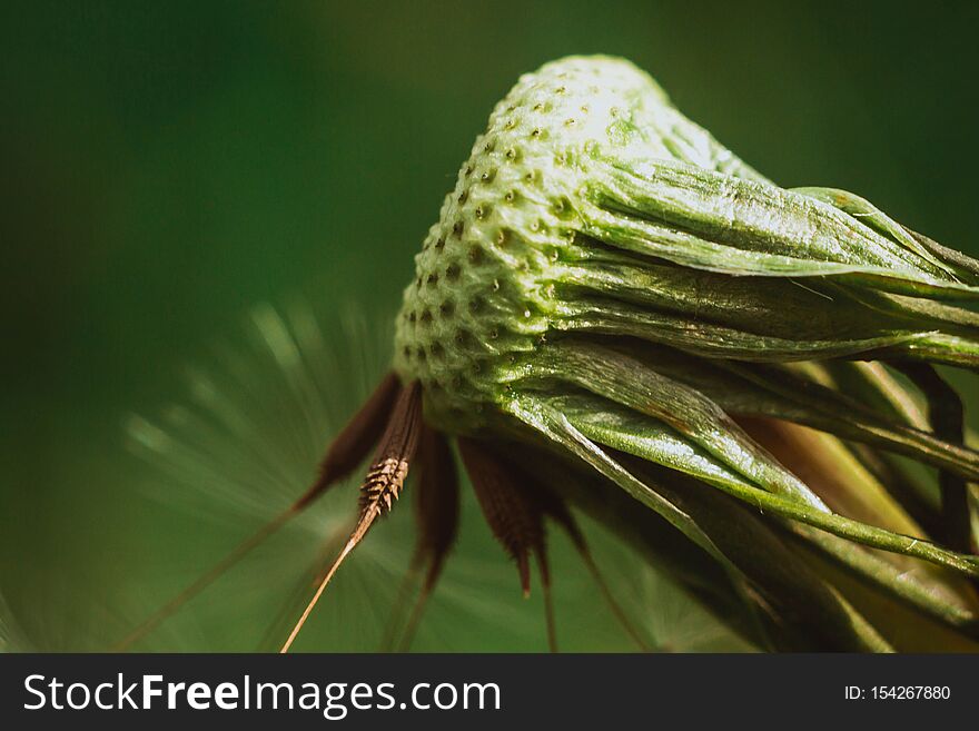 Spring and dandelions against the background of nature, flower, summer, field, plant, green, blue, life, sunlight, beautiful, wind, meadow, sky, color, beauty, blowing, seed, morning, flying, blossom, growth, floral, tranquil, natural, season, flowers