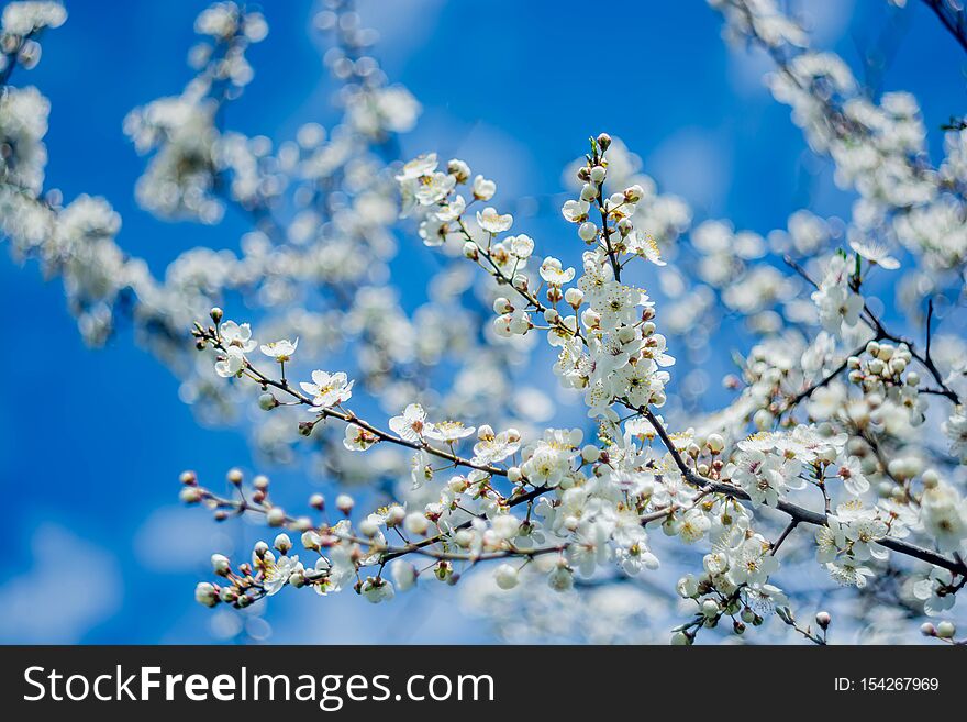 Spring and flowers on the trees, background, nature, blossom, beautiful, cherry, beauty, bloom, springtime, natural, blooming, pink, sun, sunny, sky, blossoming, season, march, plant, floral, botany, petal, color, april