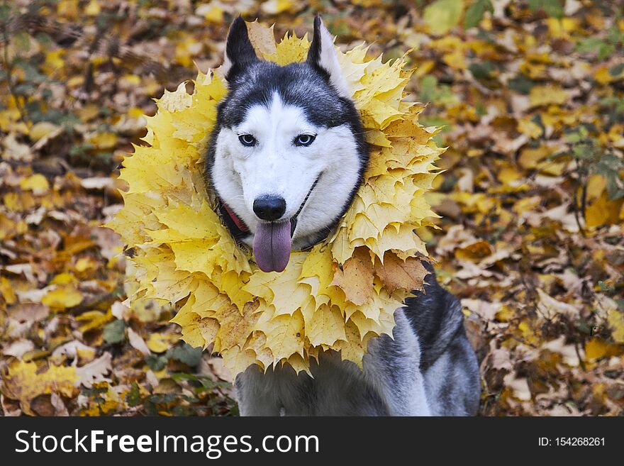 Autumn. A dog breed Husky with a wreath of maple leaves on his neck and tongue hanging out sits on the ground on fallen leaves. Autumn. A dog breed Husky with a wreath of maple leaves on his neck and tongue hanging out sits on the ground on fallen leaves.