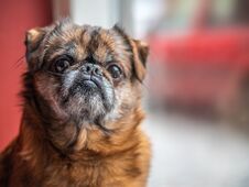 Old Grumpy And Lonely Brown Pud Or Bulldog Sitting In Front Of The Window Waiting His Owner From The Work Royalty Free Stock Photography
