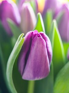 Closeup Colorful Tulips Flowers Growth In Fresh Spring At Holiday Warm Sunlight In The Farm Royalty Free Stock Image