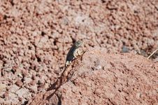 Lizard In The Desert Stock Images Lizard In The Desert Stock Images