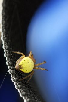 Itsy Bitsy Yellow Orb Weaver Spider Stock Photography Itsy Bitsy Yellow Orb Weaver Spider Stock Photography
