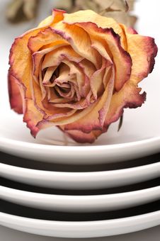Single Dry Rose On A Plate Stock Photos Single Dry Rose On A Plate Stock Photos