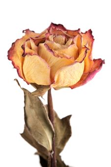 Single Dry Rose Stock Photo Single Dry Rose Stock Photo