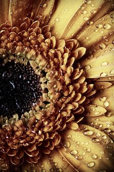 Yellow Gerber With Droplets Stock Image Yellow Gerber With Droplets Stock Image