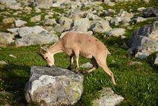 Free Wild Ox On A Stone Royalty Free Stock Photography - 15434857