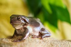 Green Tree Frog Royalty Free Stock Images