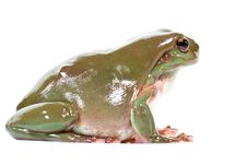 Green Tree Frog Royalty Free Stock Photography