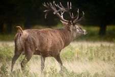 Royal Stag In Forest Royalty Free Stock Photos Royal Stag In Forest Royalty Free Stock Photos