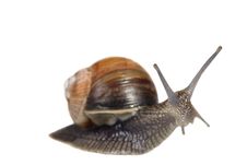 Free Edible Snail Royalty Free Stock Photography - 15434907