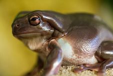 Green Tree Frog Royalty Free Stock Image Green Tree Frog Royalty Free Stock Image