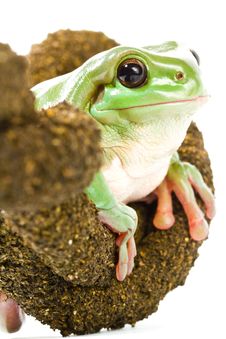 Green Tree Frog Royalty Free Stock Photography Green Tree Frog Royalty Free Stock Photography