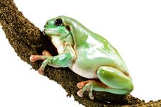 Green Tree Frog Royalty Free Stock Images Green Tree Frog Royalty Free Stock Images