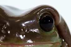 Green Tree Frog Royalty Free Stock Photography Green Tree Frog Royalty Free Stock Photography