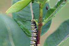 Caterpillar Monarch Butterfly Stock Images