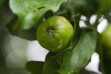 Apple On A Tree Stock Photography Apple On A Tree Stock Photography