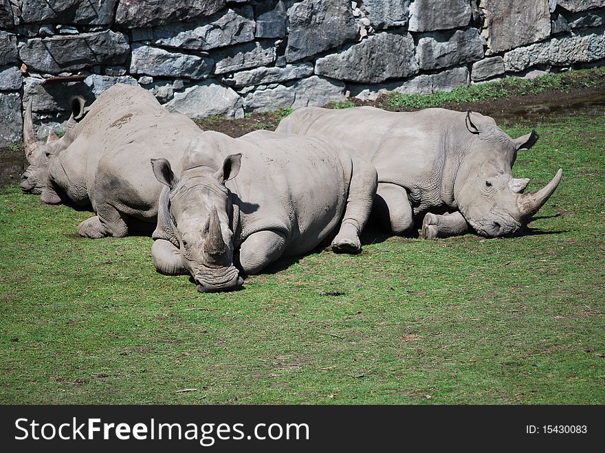 Rhinoceros resting in the sun near stone wall