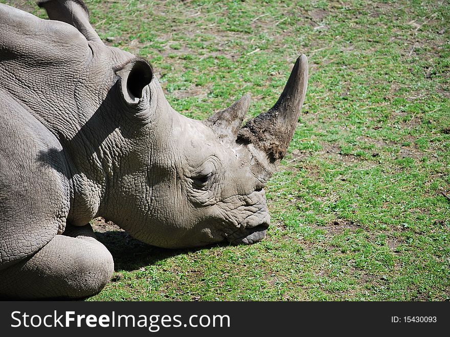 Rhinoceros resting in the sun