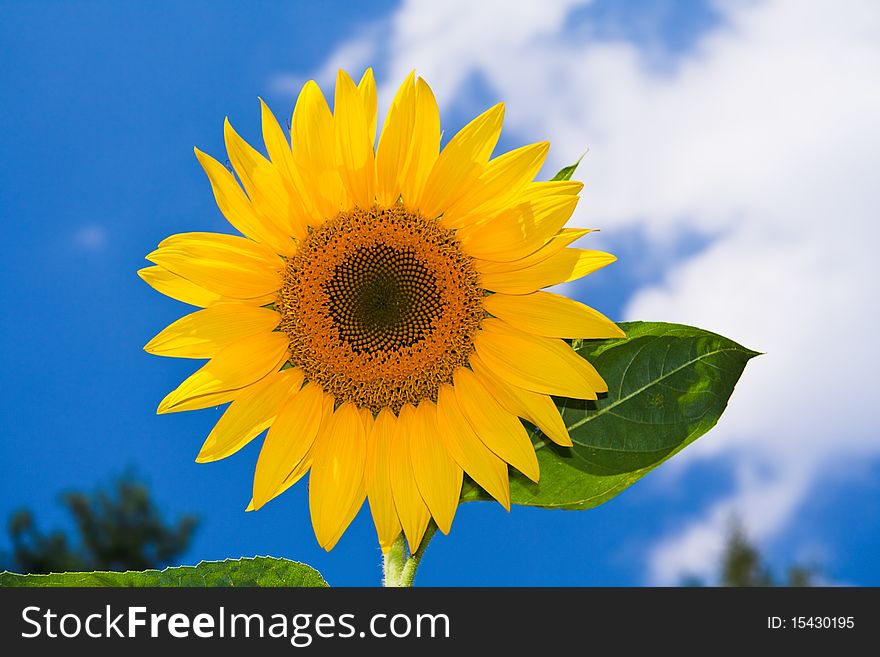Yellow sunflower on sky background