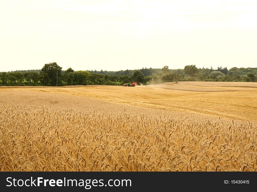 Field of rye with a tractor and a combine harverster in the background