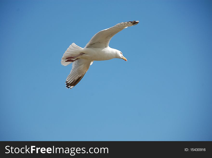 A seagull flying over the sea. A seagull flying over the sea.