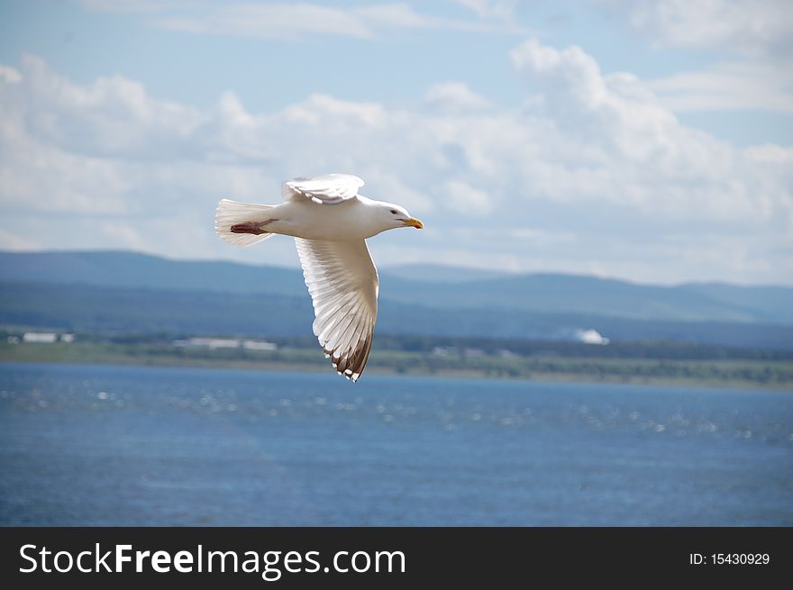 A seagull flying freely over the sea. A seagull flying freely over the sea.