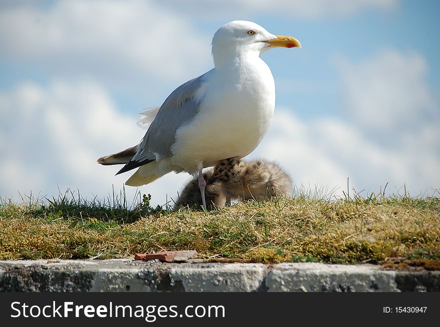 A seagull standing on the wall with her two babies. A seagull standing on the wall with her two babies.