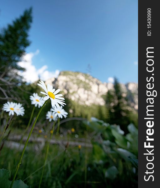 Lovely summer alpine scenery (Dolomites)