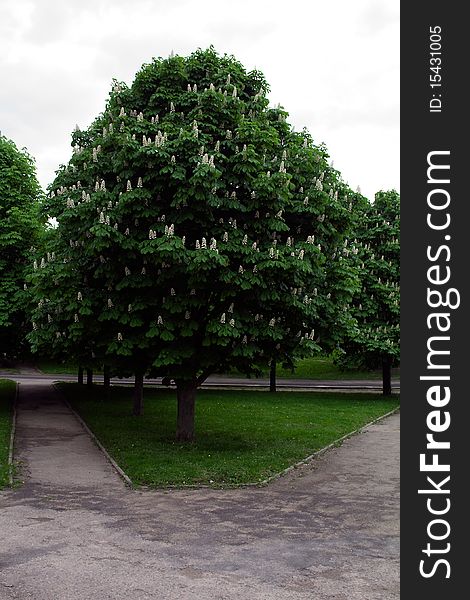 Blossoming chestnut growing in a city (near park and paths for walk). Blossoming chestnut growing in a city (near park and paths for walk)