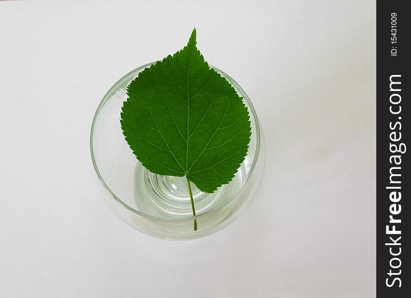 Green sheet of a tree on a glass glass. Green sheet of a tree on a glass glass