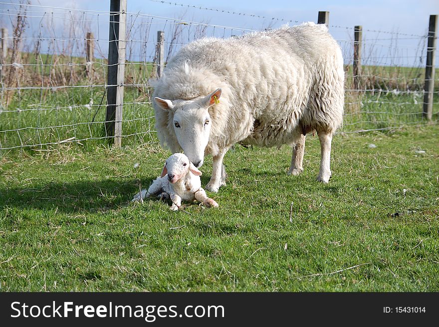 A sheep and her new born lamb just 5 minutes ago. A sheep and her new born lamb just 5 minutes ago.