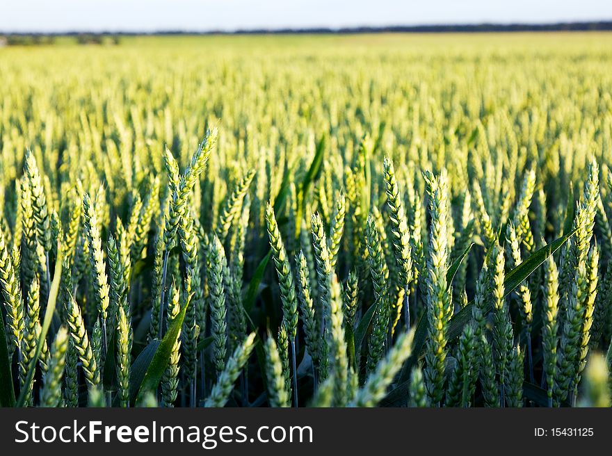 Rye ears growing on an agricultural field. Rye ears growing on an agricultural field