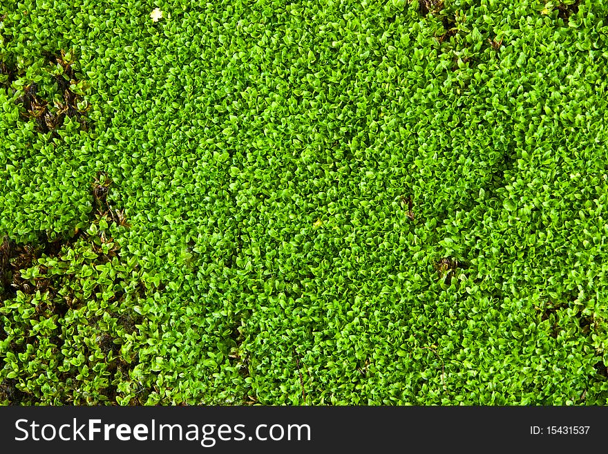 Green Lichen Close up Top view