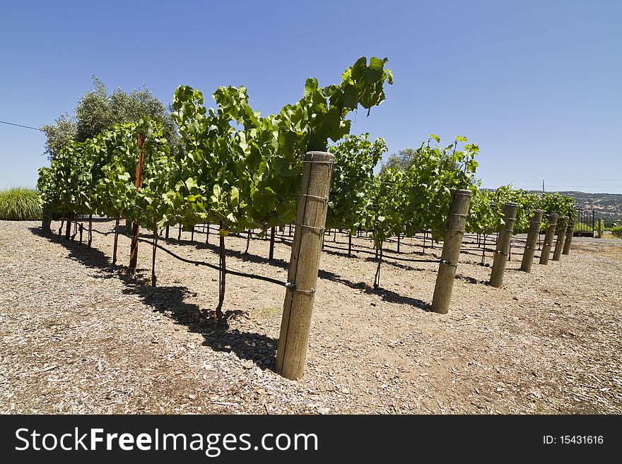Beautiful vineyard in Napa Valley in california