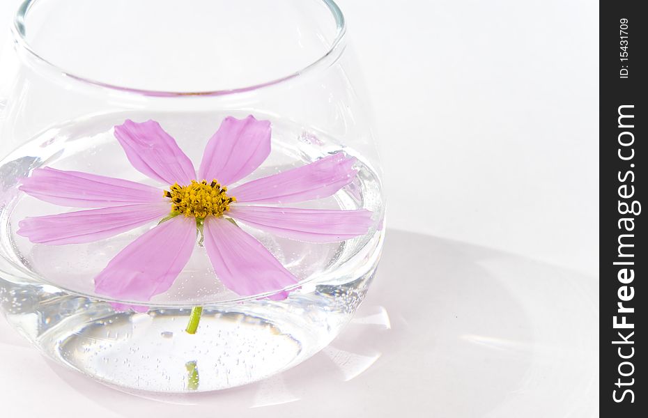 Beautiful pink flower in water