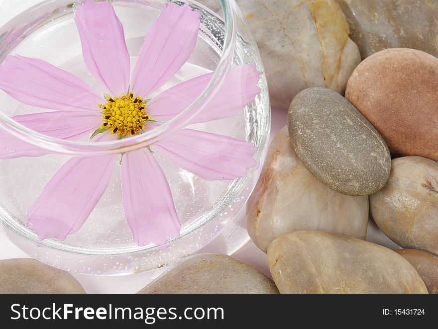 Pink flower in water and brown stones. Pink flower in water and brown stones