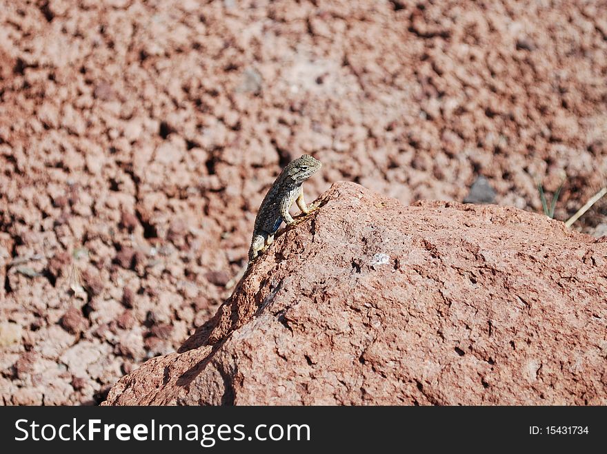 Lizard standing on a rock in the Desert. Lizard standing on a rock in the Desert