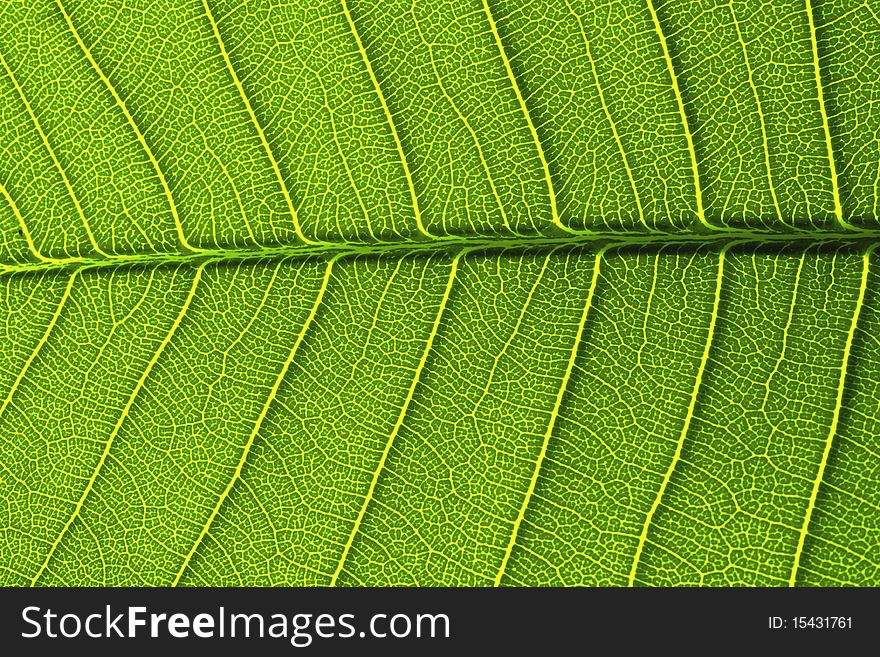 Green leaf details from a Leelavadee tree