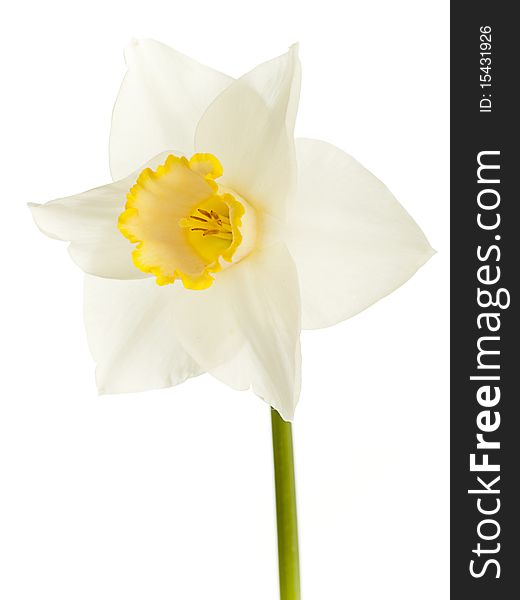 Perfect white daffodil with yellow center isolated on white without shadows. Perfect white daffodil with yellow center isolated on white without shadows